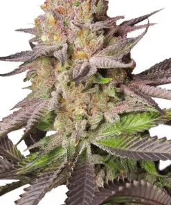 Melonade Runtz Feminized Esrar Tohumu (Dutch Passion)