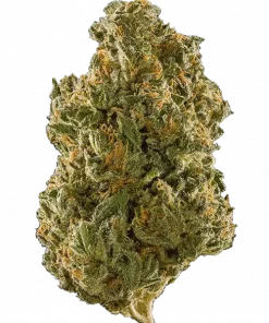 Meloni Nishi, tatlı kavun aromasıyla öne çıkan dengeli bir türdür. Yaratıcılığı artıran ve rahatlama sağlayan etkilerini keşfedin. Genetik yapısını görüntüleyin.