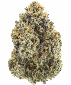 Melt Monster, reçine kaplı tomurcukları ve tatlı donut aromasıyla öne çıkan Indica dominant bir türdür. Yüksek verimiyle dikkat çeken bu türü keşfedin.