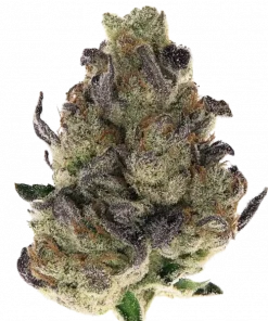 Membrillo, tatlı meyve aromaları ve rahatlatıcı etkisiyle bilinen dengeli bir hibrit türdür. Stres ve ağrı için ideal. Genetik yapısını keşfedin.