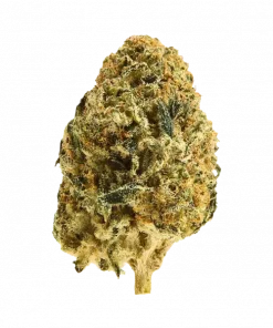 Mendo Crumble, çam aromalı ve rahatlatıcı etkili Indica dominant bir türdür. Kısa sürede etki gösteren bu özel türü keşfedin ve genetik yapısını inceleyin.