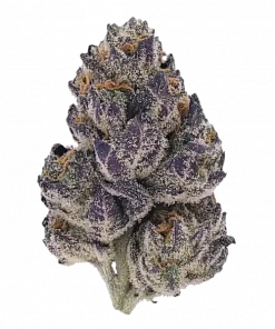 Mental Rainbow F1, mango aroması ve yüksek THC içeriğiyle bilinen Indica dominant bir türdür. Hızlı çiçeklenme özelliğiyle öne çıkar. Özelliklerini keşfedin.