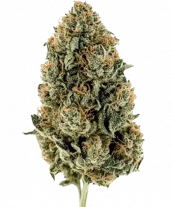 Mexican, toprak ve tütün aromalı, yüksek Sativa içerikli bir türdür. Enerji verici ve odaklayıcı etkileriyle öne çıkar. Genetik yapısını keşfedin.