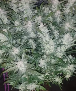 Mexican Airlines Auto Fem Esrar Tohumu (Fast Buds)
