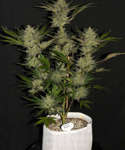 Mexican Airlines Auto Fem Esrar Tohumu (Fast Buds)