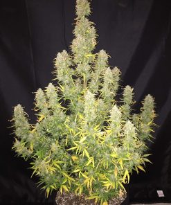 Mexican Airlines Auto Fem Esrar Tohumu (Fast Buds)