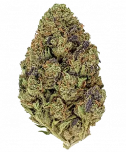 Mexican Rush Auto, yakıtımsı ve çam aromalarıyla öne çıkan Sativa baskın bir türdür. Yüksek verimiyle dikkat çeker. Genetik özelliklerini keşfedin.