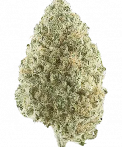 Mexican Sativa, benzersiz çam aroması ve yüksek enerjisiyle bilinen Sativa baskın bir türdür. Nadir genetik yapısını keşfedin ve özelliklerini görüntüleyin.