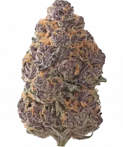 Miami Miami, tropikal ve vanilya aromalarıyla öne çıkan dengeli bir hibrit türdür. Yaratıcılığı teşvik eden bu türün genetik yapısını keşfedin ve etkilerini görüntüleyin.