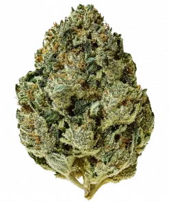 Miami Vice, tatlı aroması ve 'e varan THC içeriğiyle öne çıkan dengeli bir hibrit türdür. Anksiyete ve stresi azaltan etkilerini keşfedin.