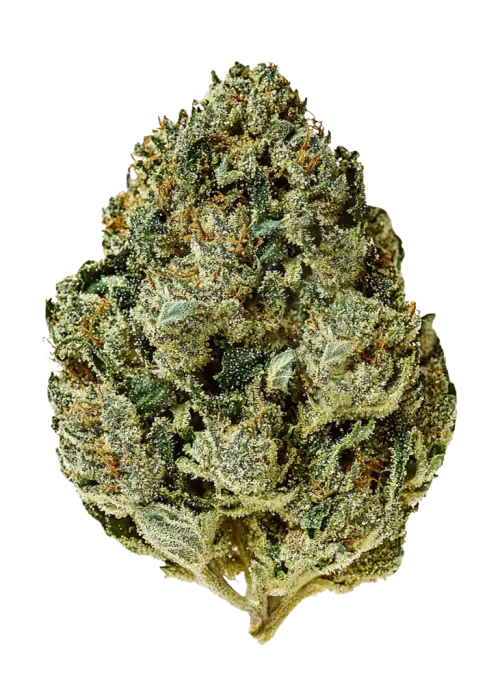 Miami Vice, tatlı aroması ve 'e varan THC içeriğiyle öne çıkan dengeli bir hibrit türdür. Anksiyete ve stresi azaltan etkilerini keşfedin.