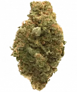 Michka®, tatlı narenciye aroması ve yüksek THC içeriğiyle bilinen sativa baskın bir türdür. Enerjik etkileriyle öne çıkar. Genetik yapısını keşfedin.