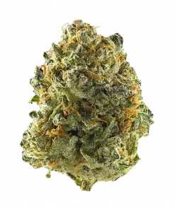 Midnight Climax, tropikal çikolata aromalı dengeli bir hibrit türüdür. -25 THC içerir. Stres ve kaygı için idealdir. Genetik yapısını keşfedin.