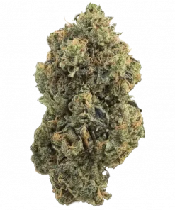 Midnight Zushi, yakıtımsı ve tropikal aromalarıyla öne çıkan dengeli bir hibrit türdür. Gevşetici etkilerini ve genetik yapısını keşfedin.