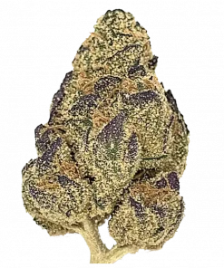 Mike Larry, yakıtımsı ve tatlı aromasıyla öne çıkan dengeli bir hibrit türdür. Canlandırıcı Sativa etkileriyle bilinir. Genetik yapısını keşfedin ve deneyimini yaşayın.