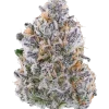 Miklo, tatlı narenciye aroması ve yüksek THC içeriğiyle bilinen dengeli bir hibrit türüdür. Rahatlatıcı etkileriyle öne çıkar. Genetik yapısını keşfedin.