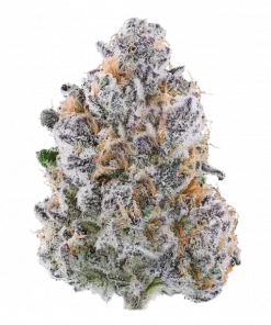 Miklo, tatlı narenciye aroması ve yüksek THC içeriğiyle bilinen dengeli bir hibrit türüdür. Rahatlatıcı etkileriyle öne çıkar. Genetik yapısını keşfedin.