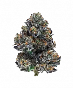 Military Chocolate, vanilya aroması ve yüksek THC içeriğiyle öne çıkan Indica dominant bir türdür. Etkilerini ve genetik yapısını keşfetmek için hemen görüntüleyin.