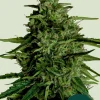 Milky Way F1 Feminized Esrar Tohumu (Royal Queen Seeds)