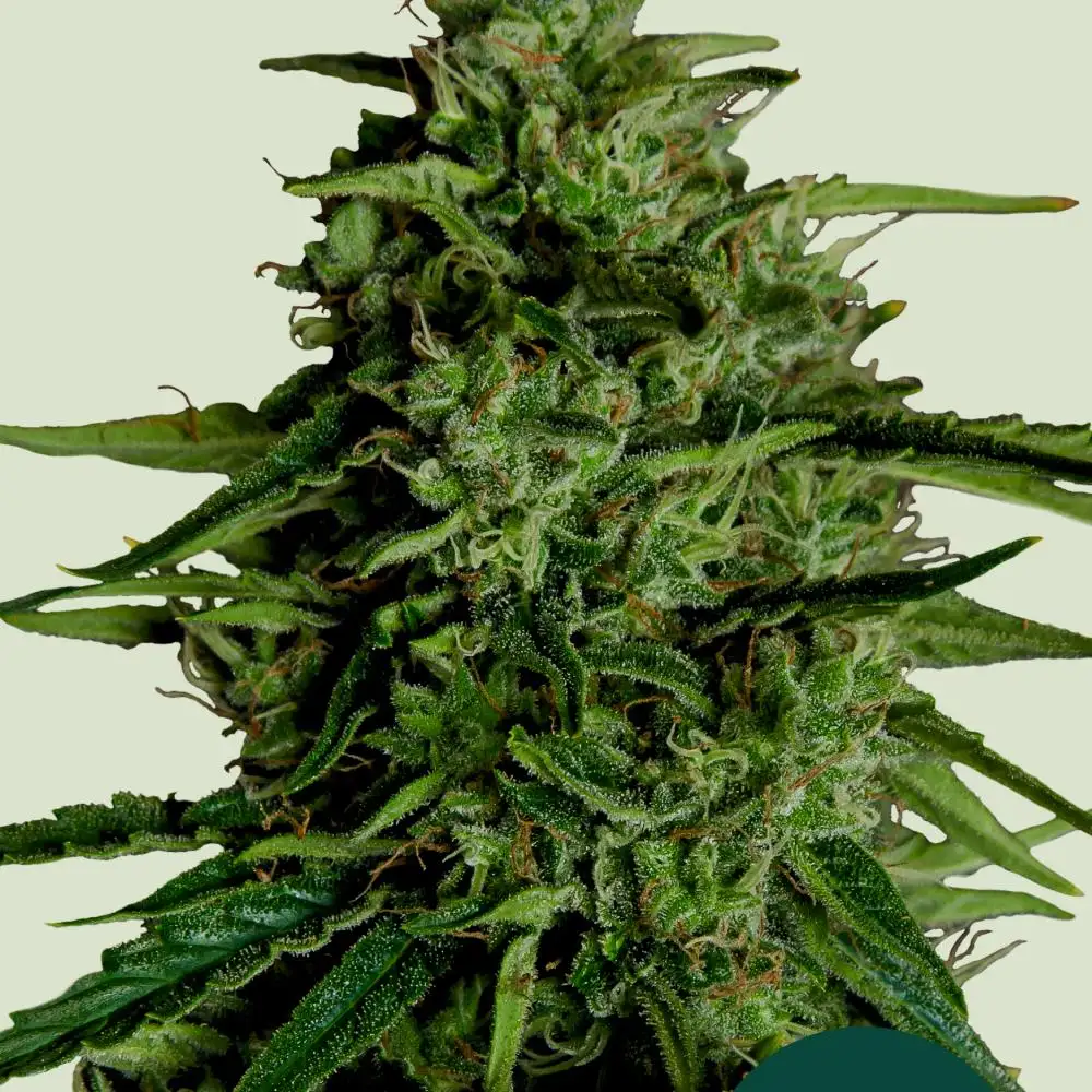 Milky Way F1 Feminized Esrar Tohumu (Royal Queen Seeds)