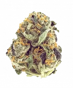 Mimosa, tatlı narenciye aroması ve yüksek THC içeriğiyle bilinen Sativa baskın bir türdür. Enerji verici etkileriyle öne çıkar. Genetik yapısını keşfedin.