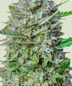 Mimosa Auto Fem Esrar Tohumu (Royal Queen Seeds)