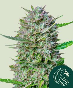 Mimosa Auto Fem Esrar Tohumu (Royal Queen Seeds)