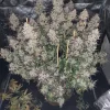 Mimosa Cake Auto Fem Esrar Tohumu (Fast Buds)