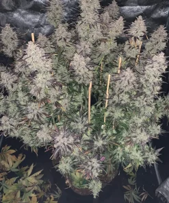 Mimosa Cake Auto Fem Esrar Tohumu (Fast Buds)