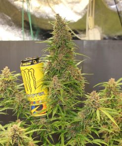 Mimosa Cake Auto Fem Esrar Tohumu (Fast Buds)