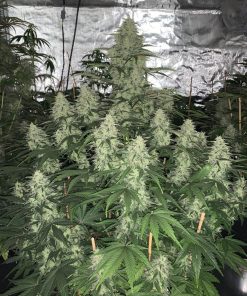 Mimosa Cake Auto Fem Esrar Tohumu (Fast Buds)