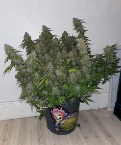 Mimosa Cake Auto Fem Esrar Tohumu (Fast Buds)