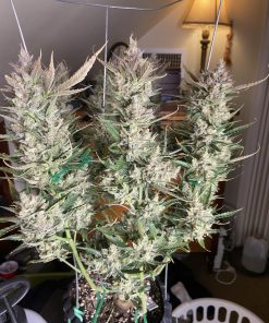 Mimosa Cake Auto Fem Esrar Tohumu (Fast Buds)