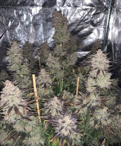 Mimosa Cake Auto Fem Esrar Tohumu (Fast Buds)