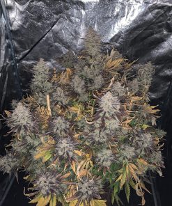 Mimosa Cake Auto Fem Esrar Tohumu (Fast Buds)