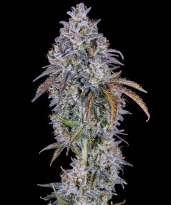 Mimosa Cake Auto Fem Esrar Tohumu (Fast Buds)