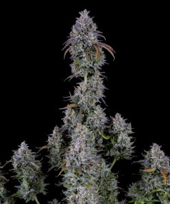 Mimosa Cake Auto Fem Esrar Tohumu (Fast Buds)