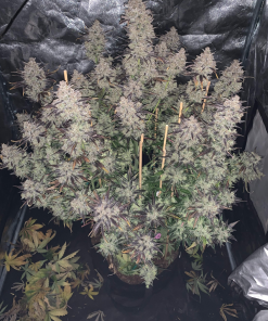 Mimosa Cake Auto Fem Esrar Tohumu (Fast Buds)
