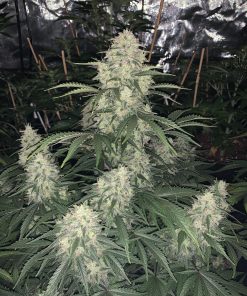Mimosa Cake Auto Fem Esrar Tohumu (Fast Buds)