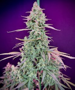 Mimosa Cake Auto Fem Esrar Tohumu (Fast Buds)