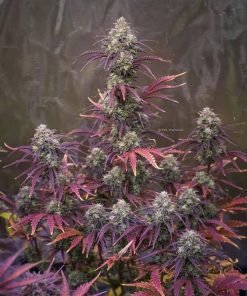 Mimosa Cake Auto Fem Esrar Tohumu (Fast Buds)