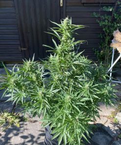 Mimosa Cake Auto Fem Esrar Tohumu (Fast Buds)