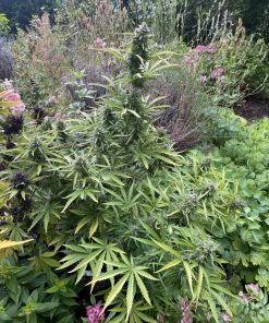 Mimosa Cake Auto Fem Esrar Tohumu (Fast Buds)