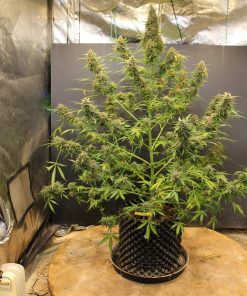 Mimosa Cake Auto Fem Esrar Tohumu (Fast Buds)