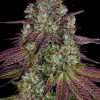 Mimosa Evo Feminized Esrar Tohumu (Barney's Farm)