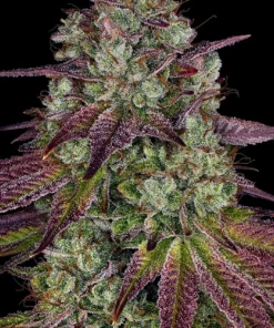 Mimosa Evo Feminized Esrar Tohumu (Barney's Farm)
