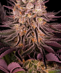 Mimosa x Orange Punch Feminized Esrar Tohumu (Barney's Farm)