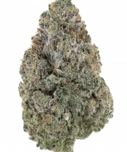 Mind Melter, çilek aromalı ve yüksek THC'li Indica dominant bir türdür. Öforik etkileri ve rahatlatıcı yapısıyla öne çıkar. Bu eşsiz türü keşfedin.