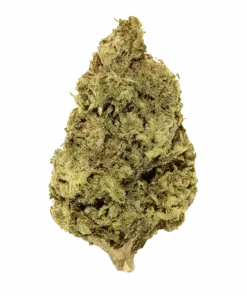 Mind Ztone, yakıtımsı ve meyvemsi aromalarıyla öne çıkan Indica dominant bir türdür. Yaratıcılığı tetikleyen bu özel türün genetik yapısını keşfedin.