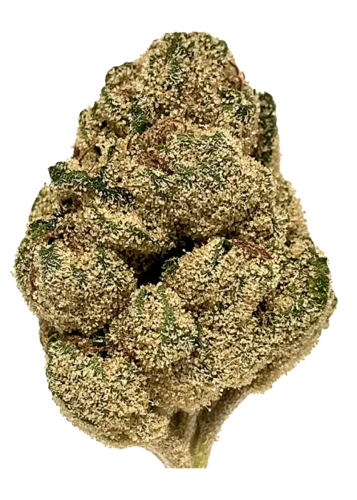 Mint Chocolate Chip, çikolatalı nane kurabiyesi aroması ve dengeli etkisiyle öne çıkan hibrit bir türdür. Depresyon ve ağrı için ideal. Özelliklerini keşfedin.